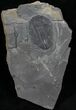 Elrathia Trilobite In Matrix - Utah #6729-1